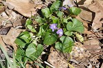 Common blue violet