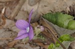 Common blue violet