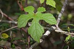 Catbird grape