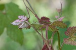 Catbird grape