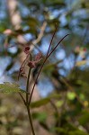 Catbird grape