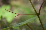 Catbird grape