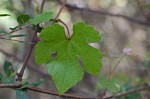 Catbird grape