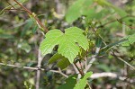 Catbird grape