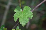 Catbird grape