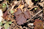 Appalachian barren strawberry