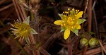 Appalachian barren strawberry