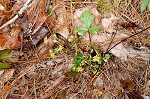 Appalachian barren strawberry