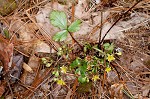 Appalachian barren strawberry