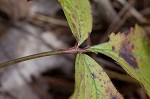 Appalachian barren strawberry