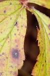 Appalachian barren strawberry