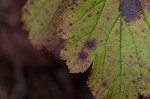 Appalachian barren strawberry