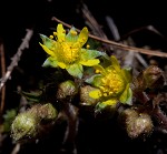 Appalachian barren strawberry