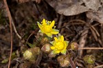 Appalachian barren strawberry