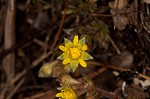 Appalachian barren strawberry