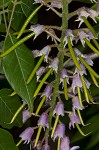 American wisteria