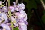 American wisteria