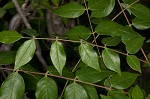 American wisteria