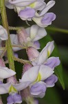 American wisteria