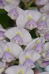 American wisteria