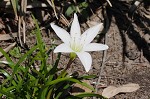 Atamasco lily