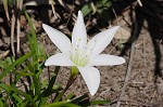Atamasco lily