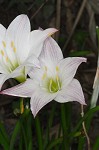 Atamasco lily