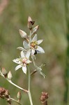 Sandbog deathcamas