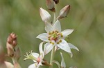 Sandbog deathcamas