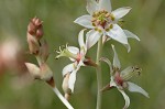 Sandbog deathcamas