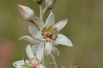 Sandbog deathcamas