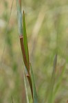 Sandbog deathcamas