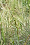 Sandbog deathcamas