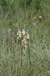 Sandbog deathcamas