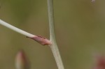 Sandbog deathcamas