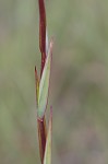 Sandbog deathcamas