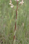 Sandbog deathcamas