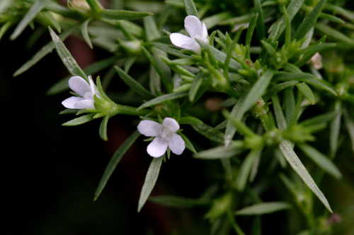 Polypremum procumbens